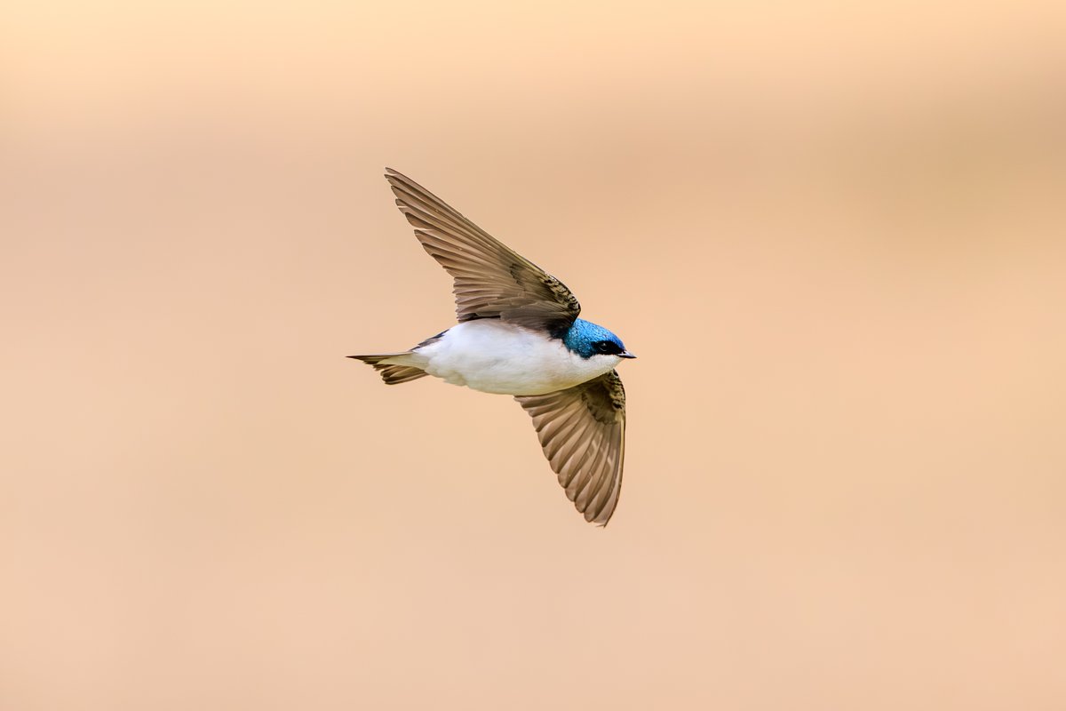 Tree Swallow