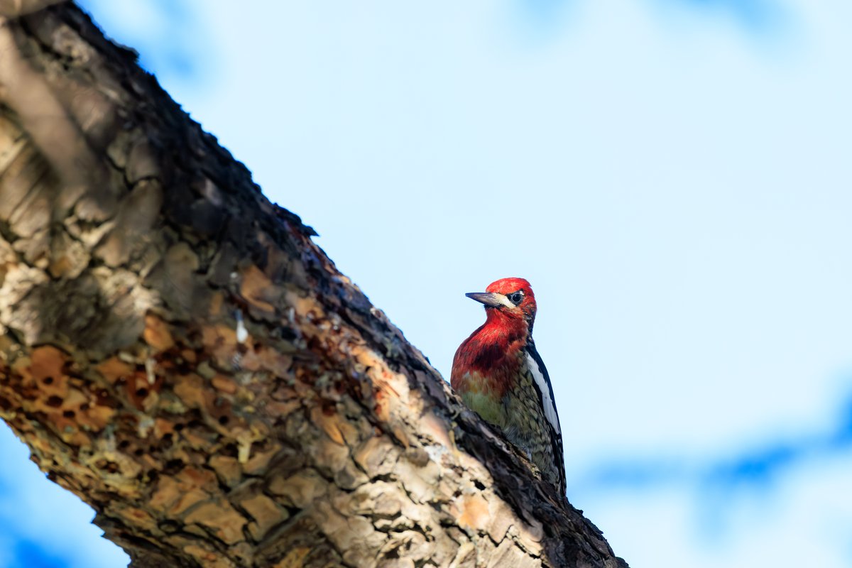 Red-breasted Sapsucker