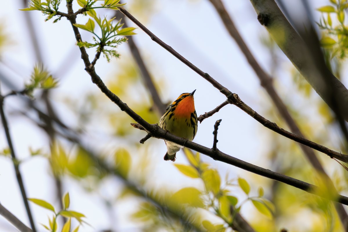 Blackburnian Warbler