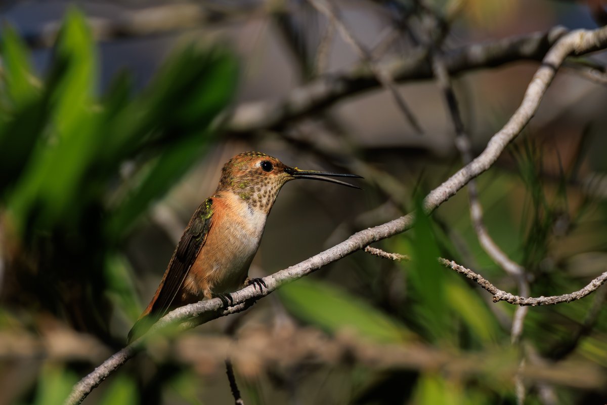 Allen's Hummingbird