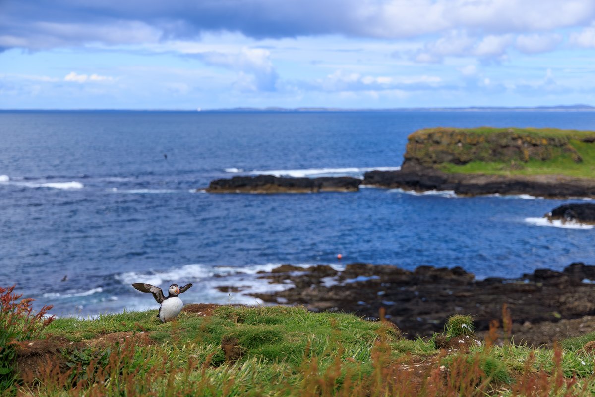 Atlantic Puffin