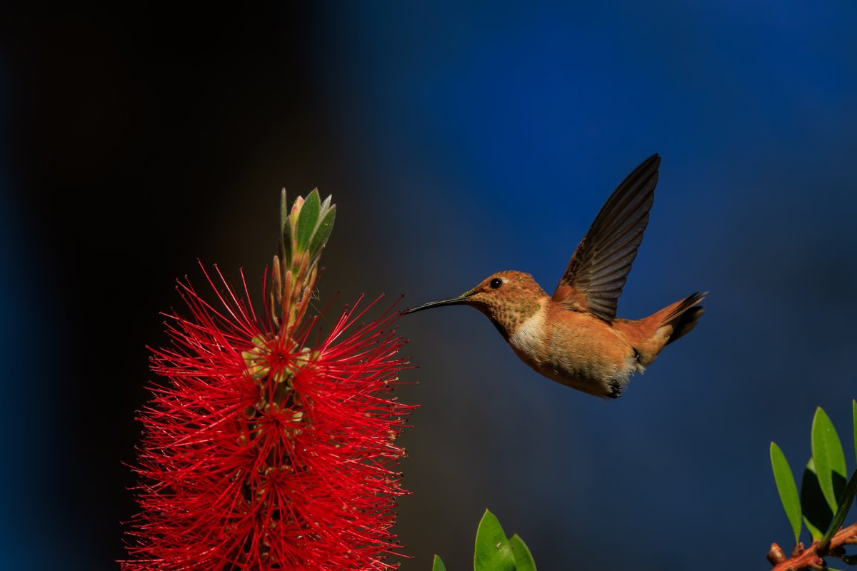 Allen's Hummingbird
