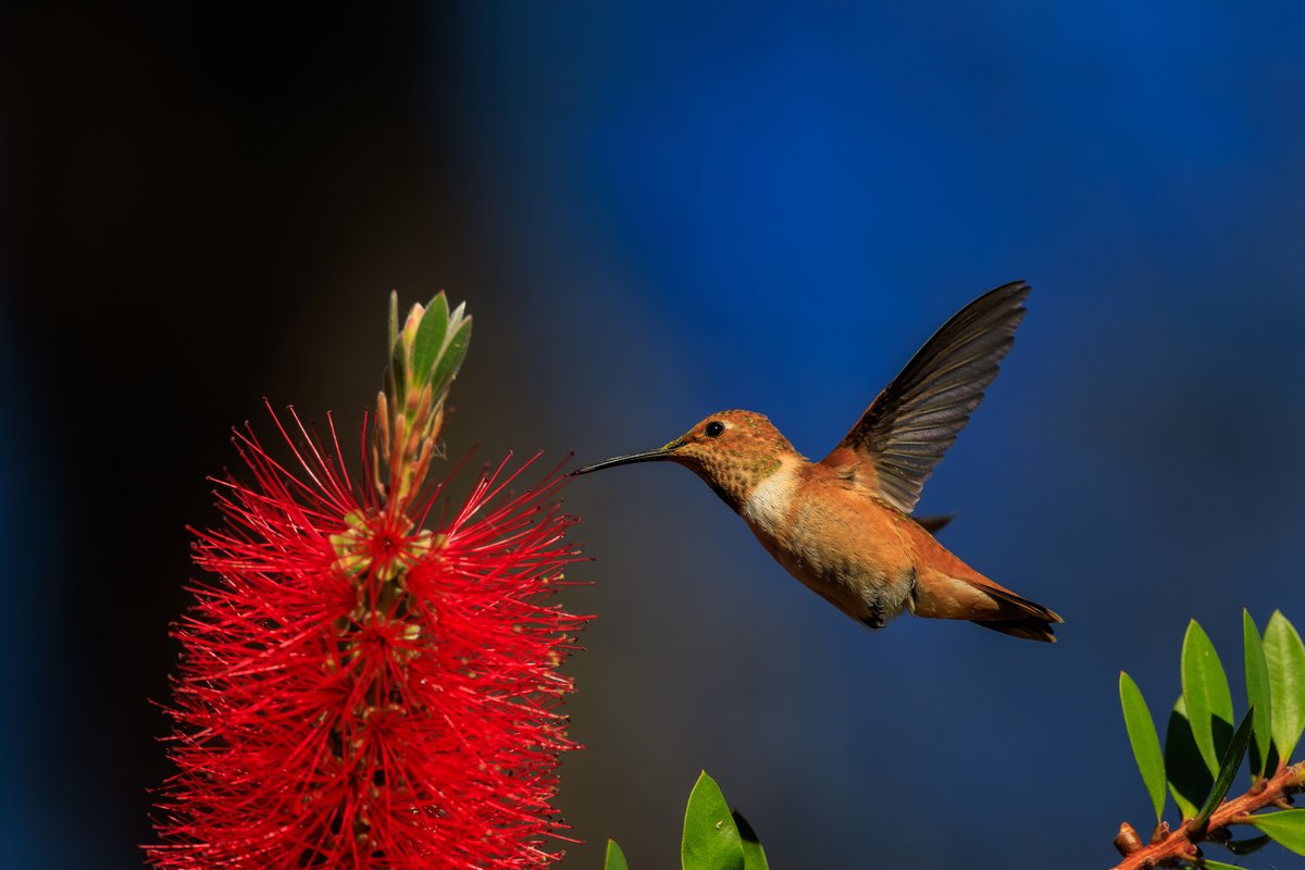 Allen's Hummingbird