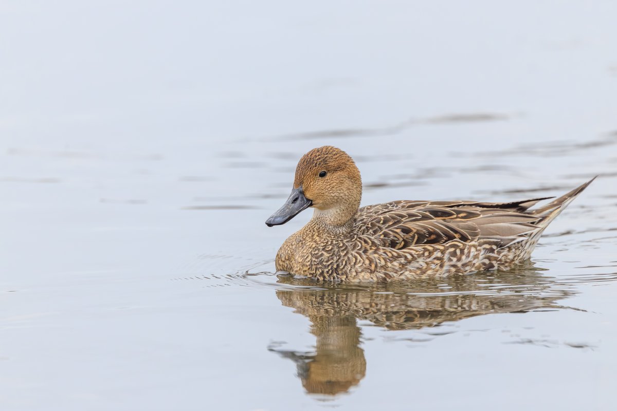 Northern Pintail