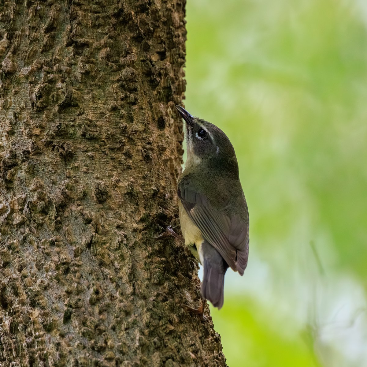 Black-throated Blue Warbler