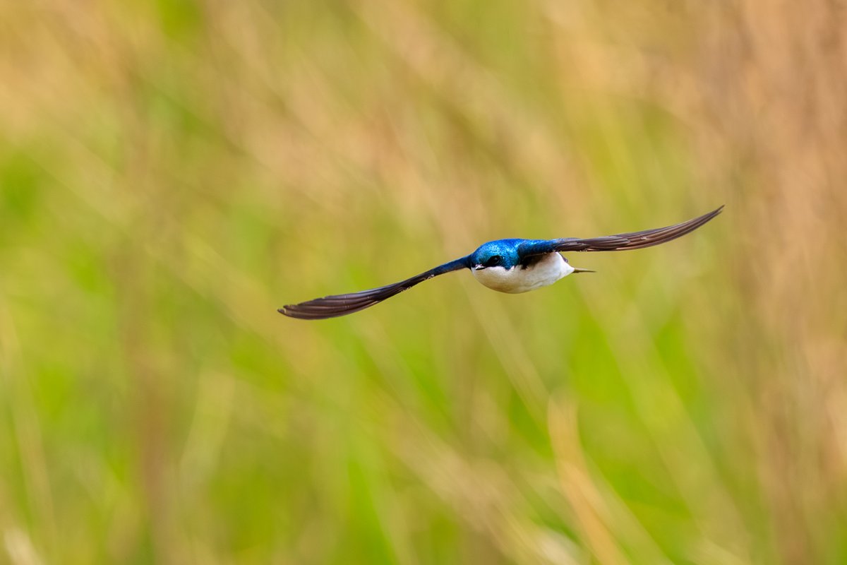 Tree Swallow