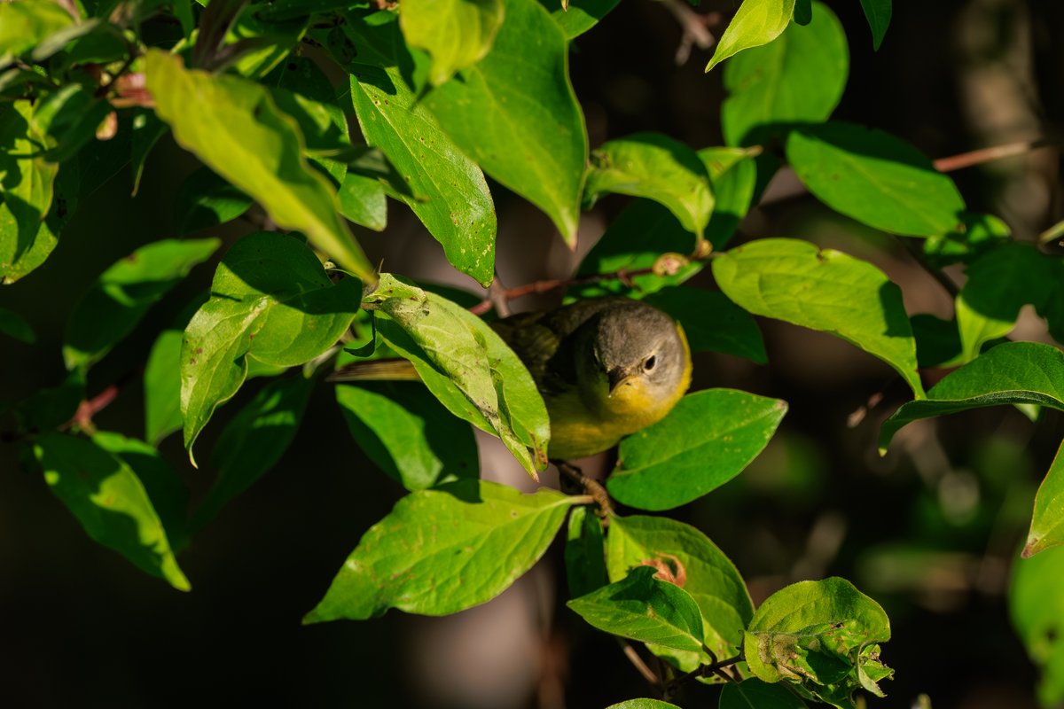 Nashville Warbler