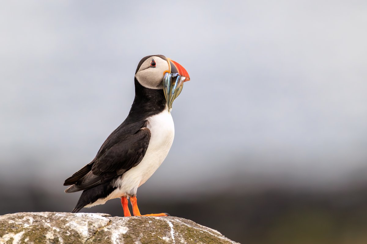 Atlantic Puffin
