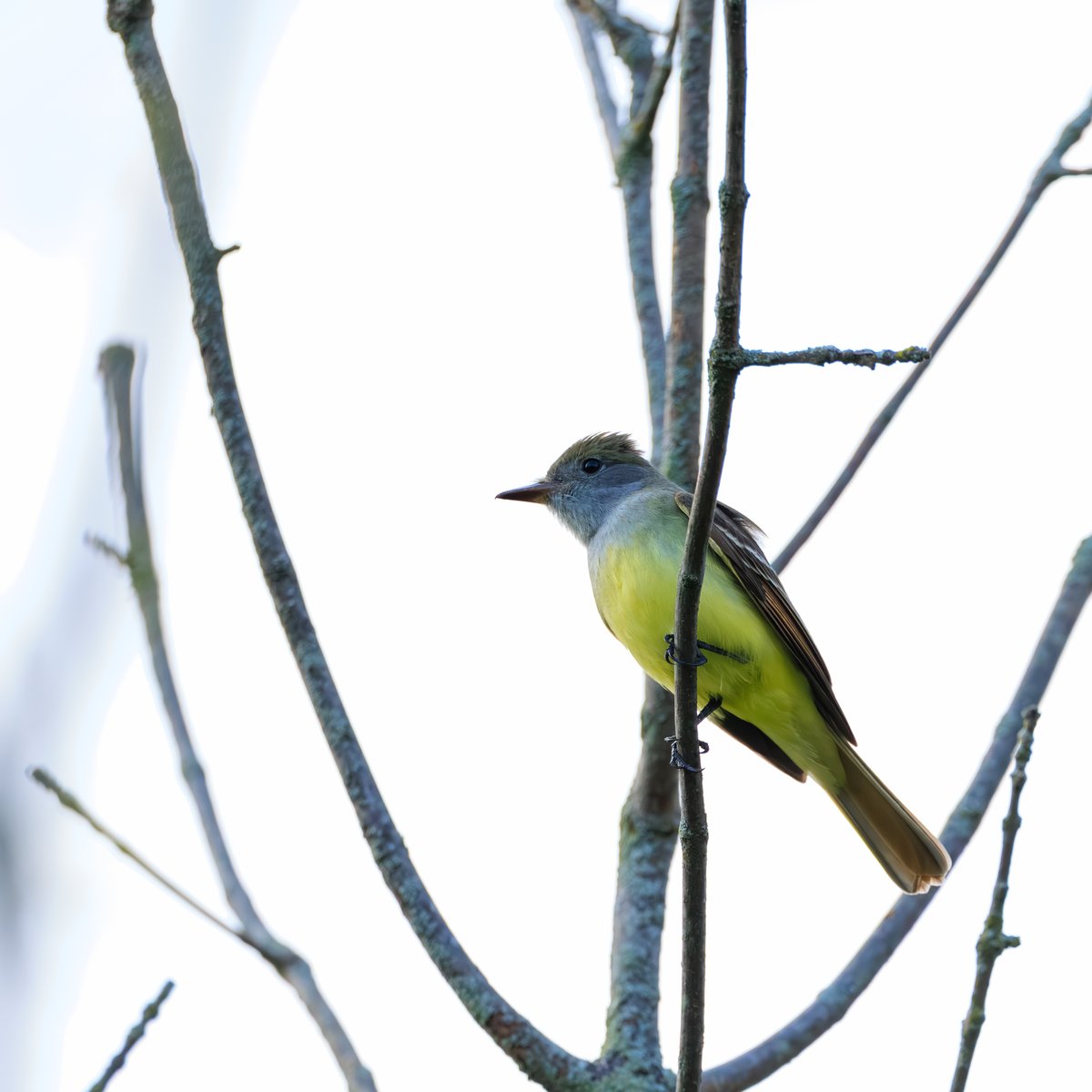 Great Crested Flycatcher