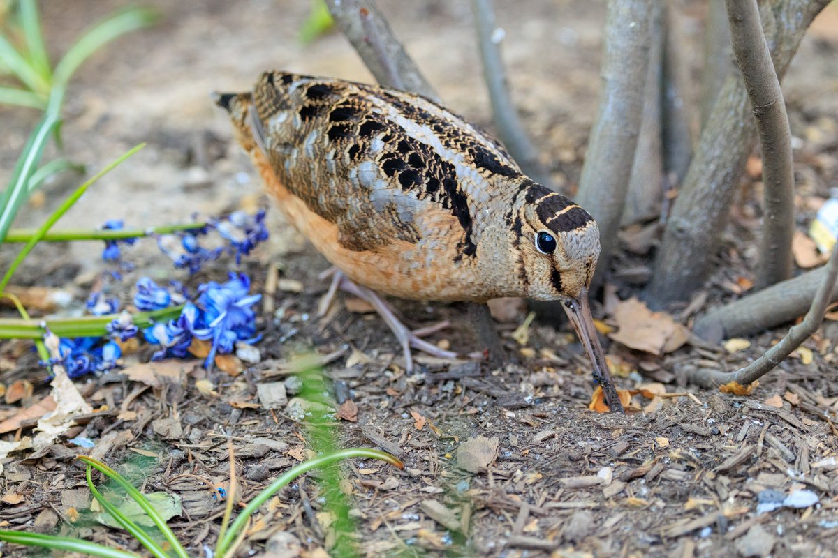 American Woodcock