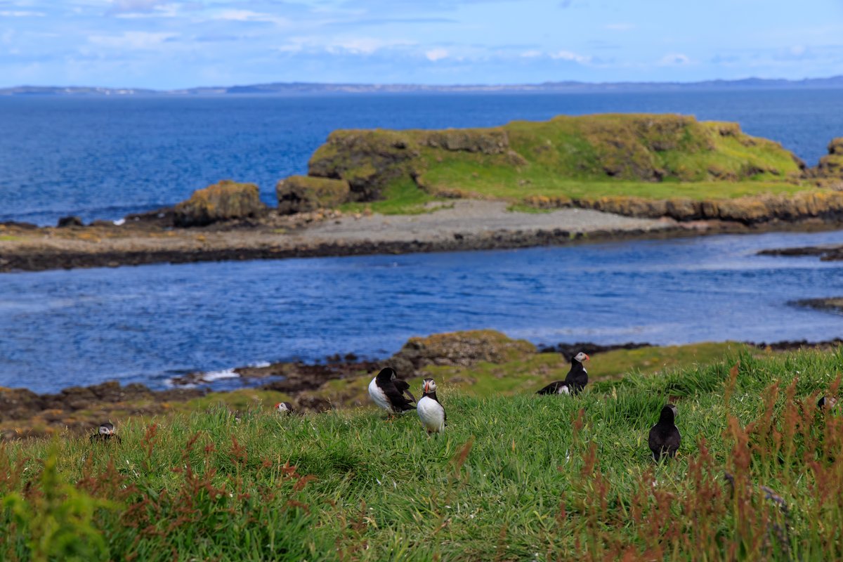 Atlantic Puffin