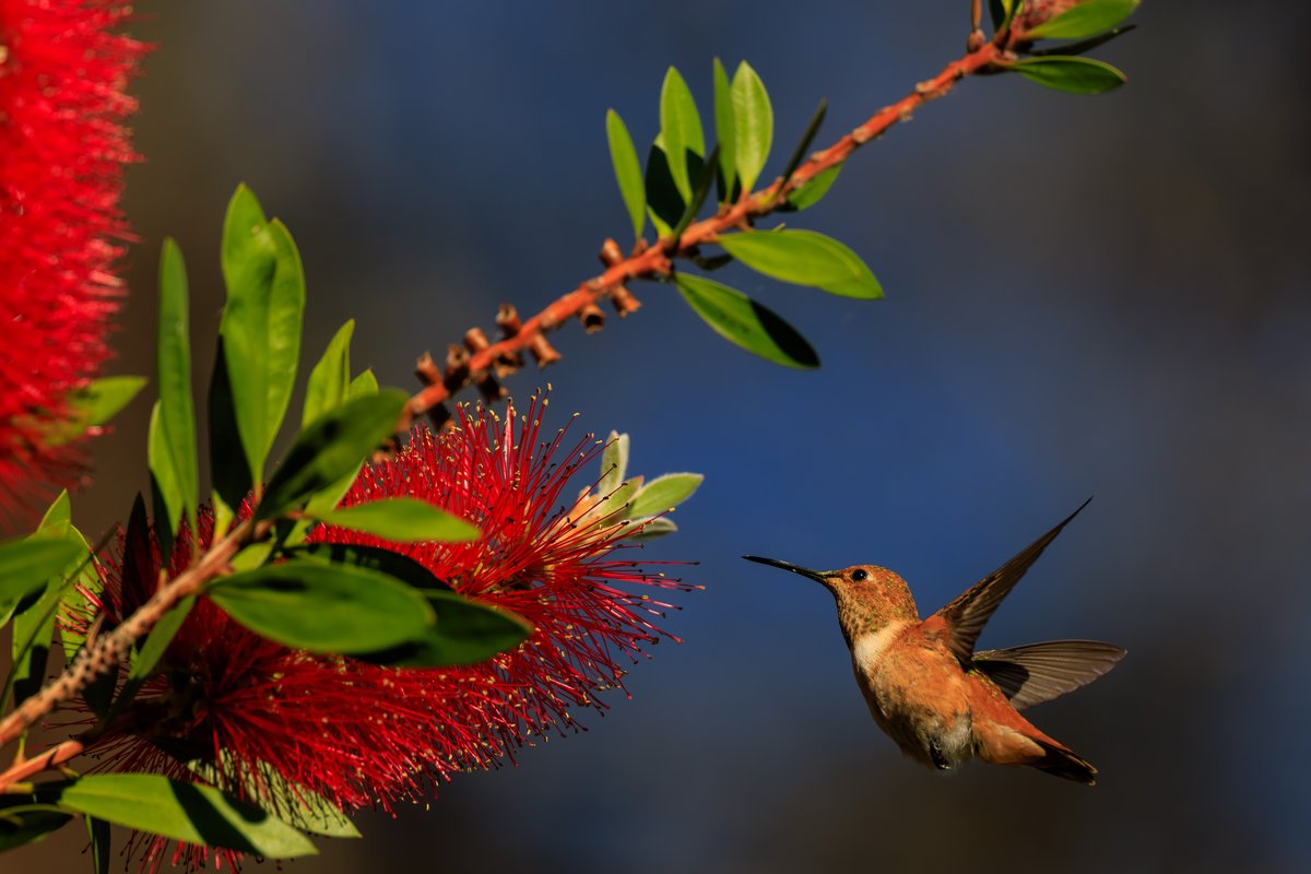 Allen's Hummingbird