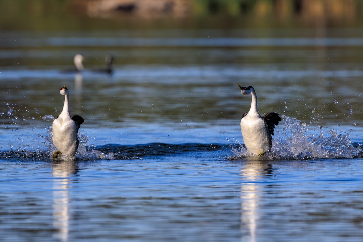 Western Grebe