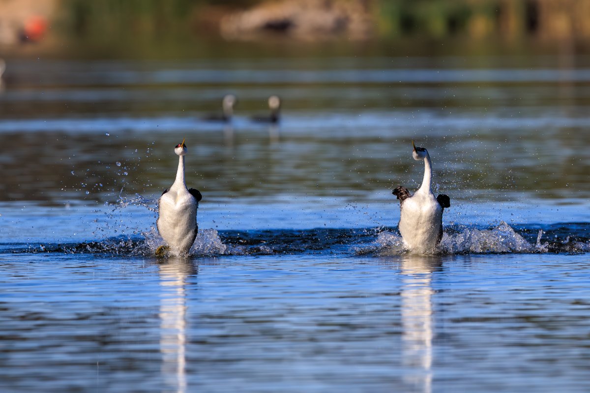 Western Grebe