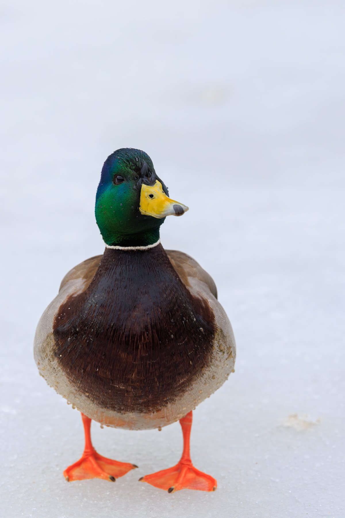 Mallard