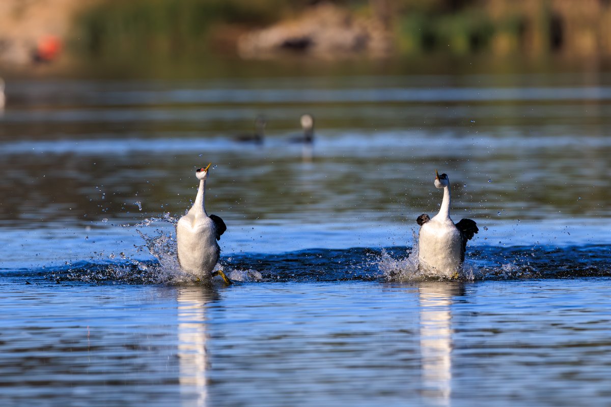 Western Grebe