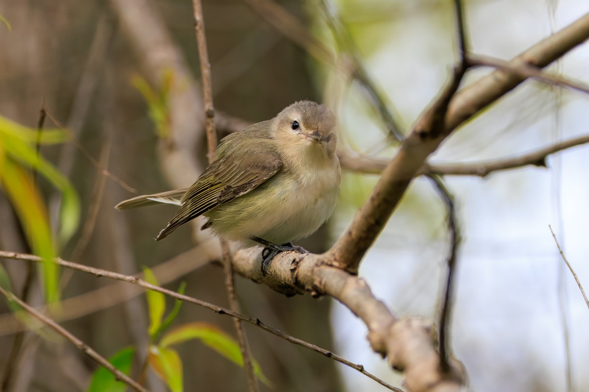Eastern Warbling Vireo