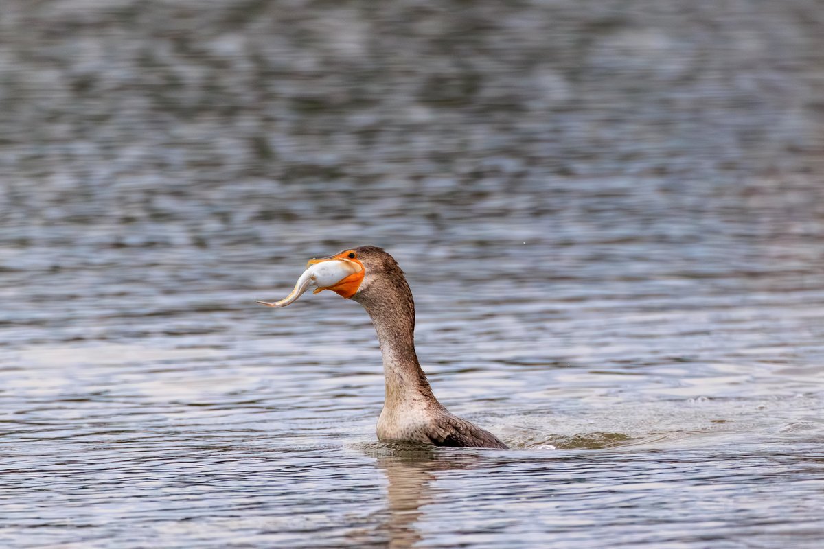 Double-crested Cormorant