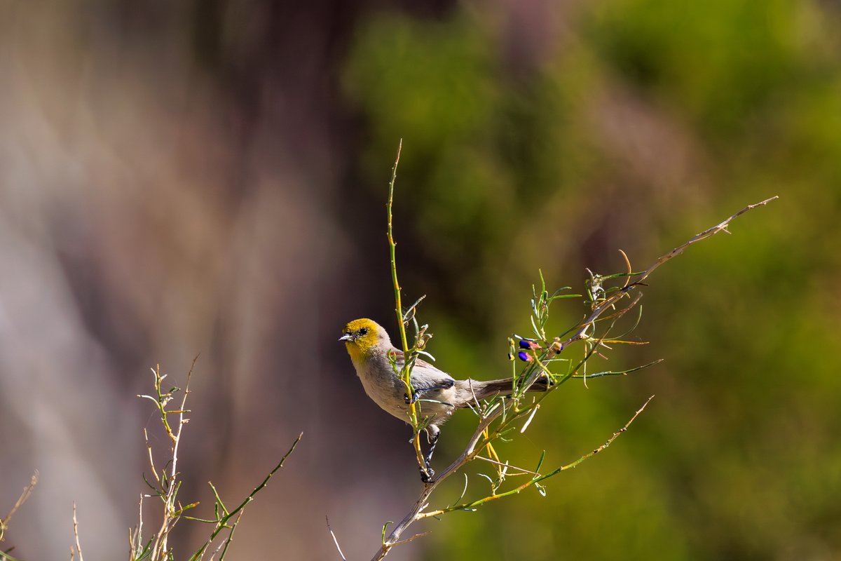 Verdin