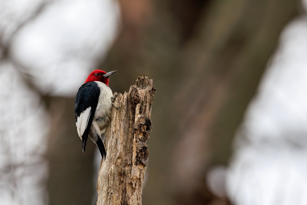 Red-headed Woodpecker