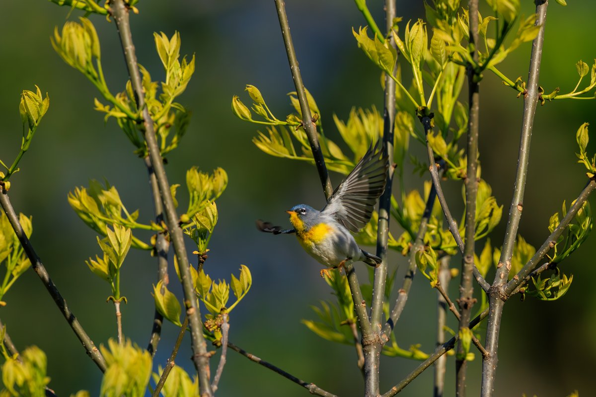 Northern Parula