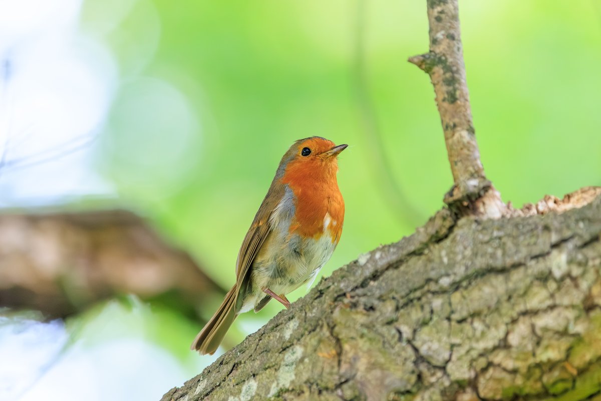 European Robin