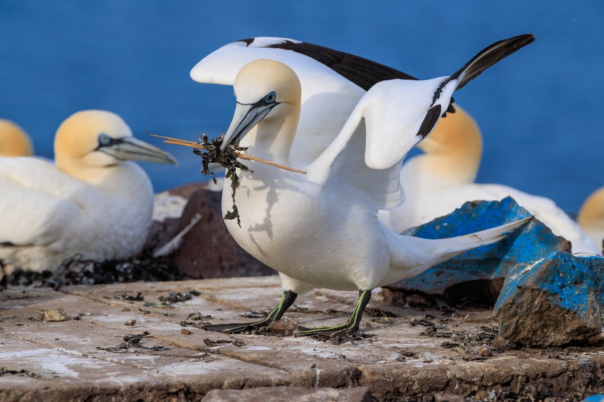 Northern Gannet