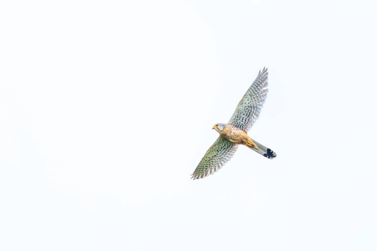 Eurasian Kestrel