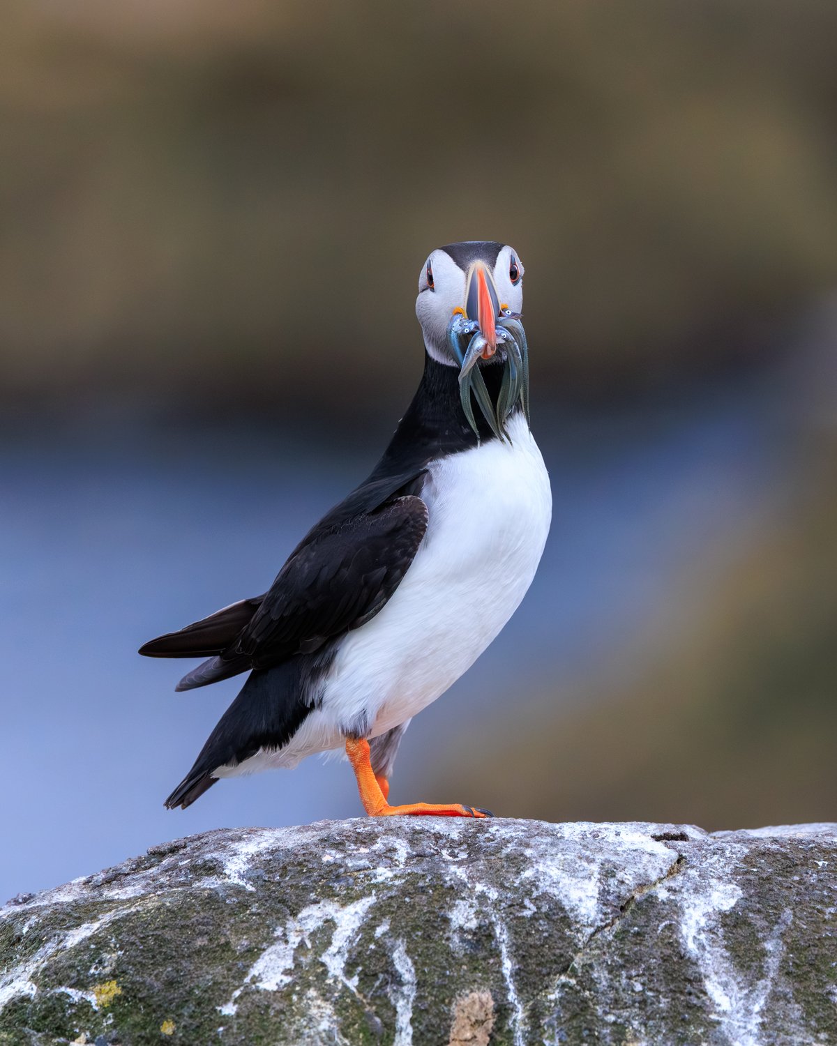 Atlantic Puffin