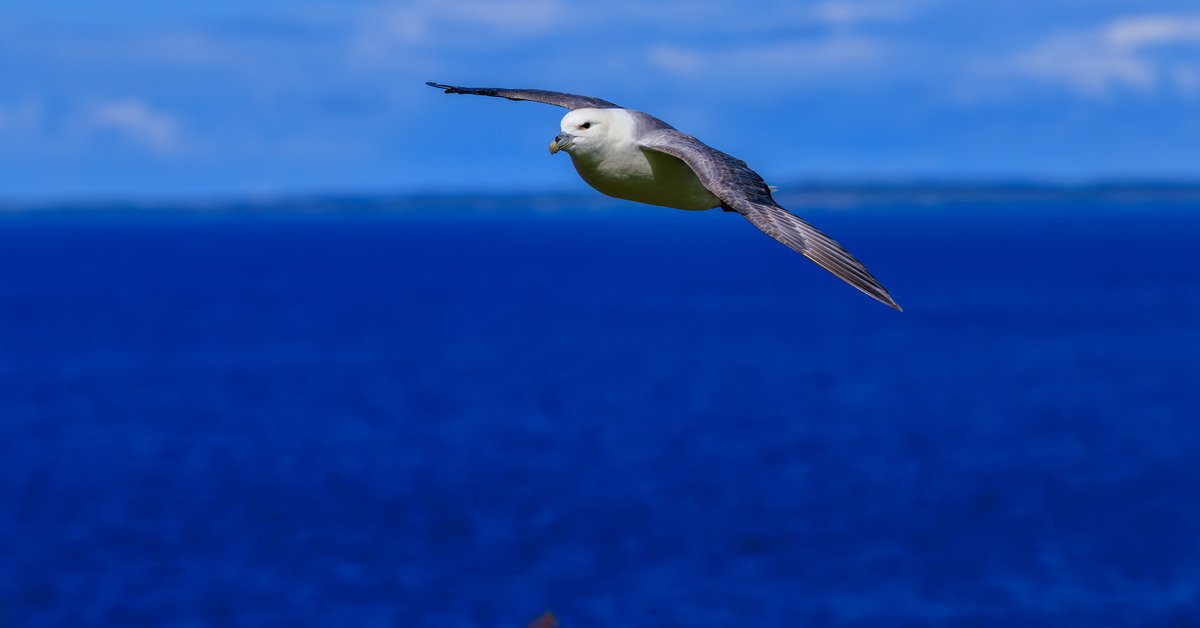 Northern Fulmar