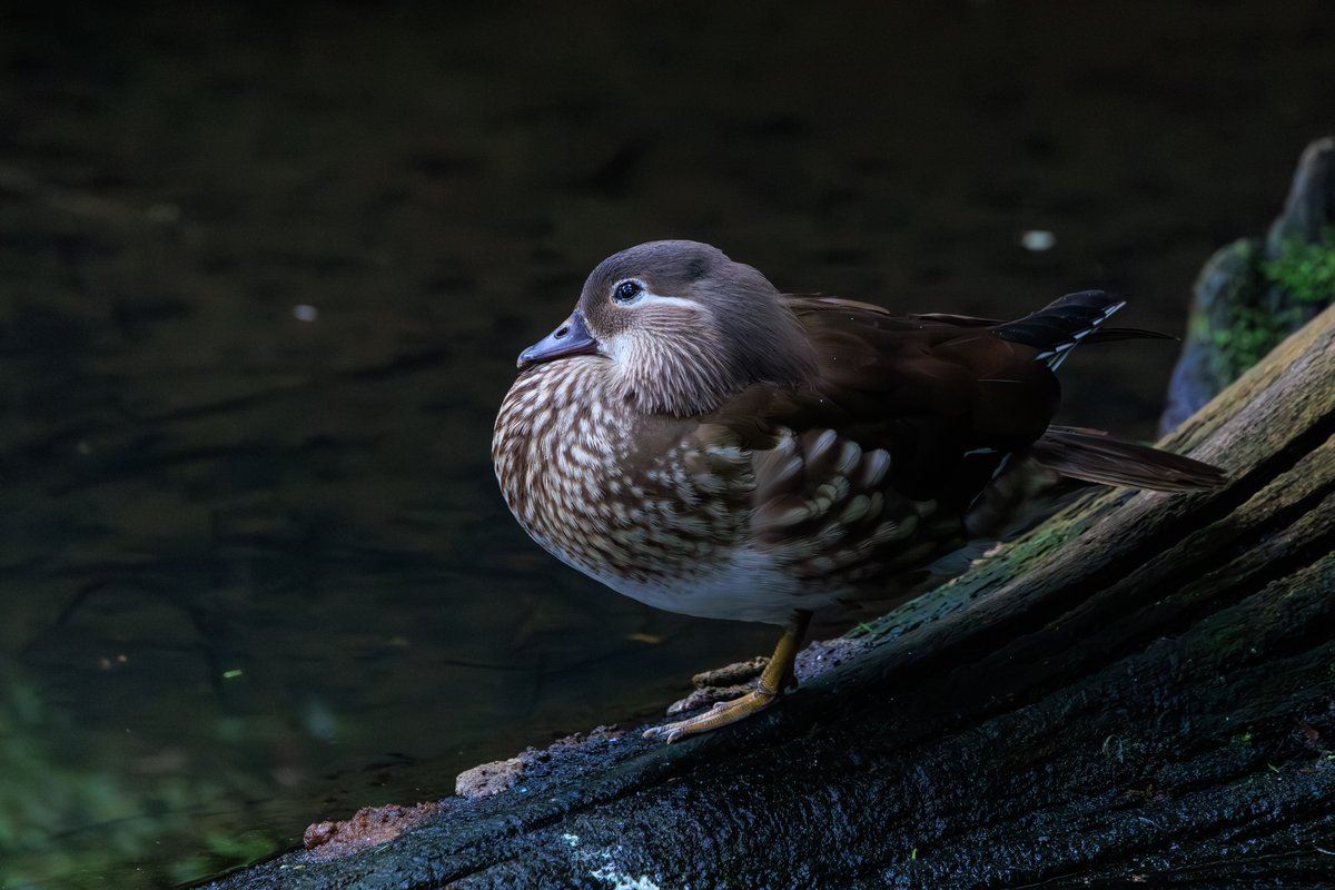 Mandarin Duck