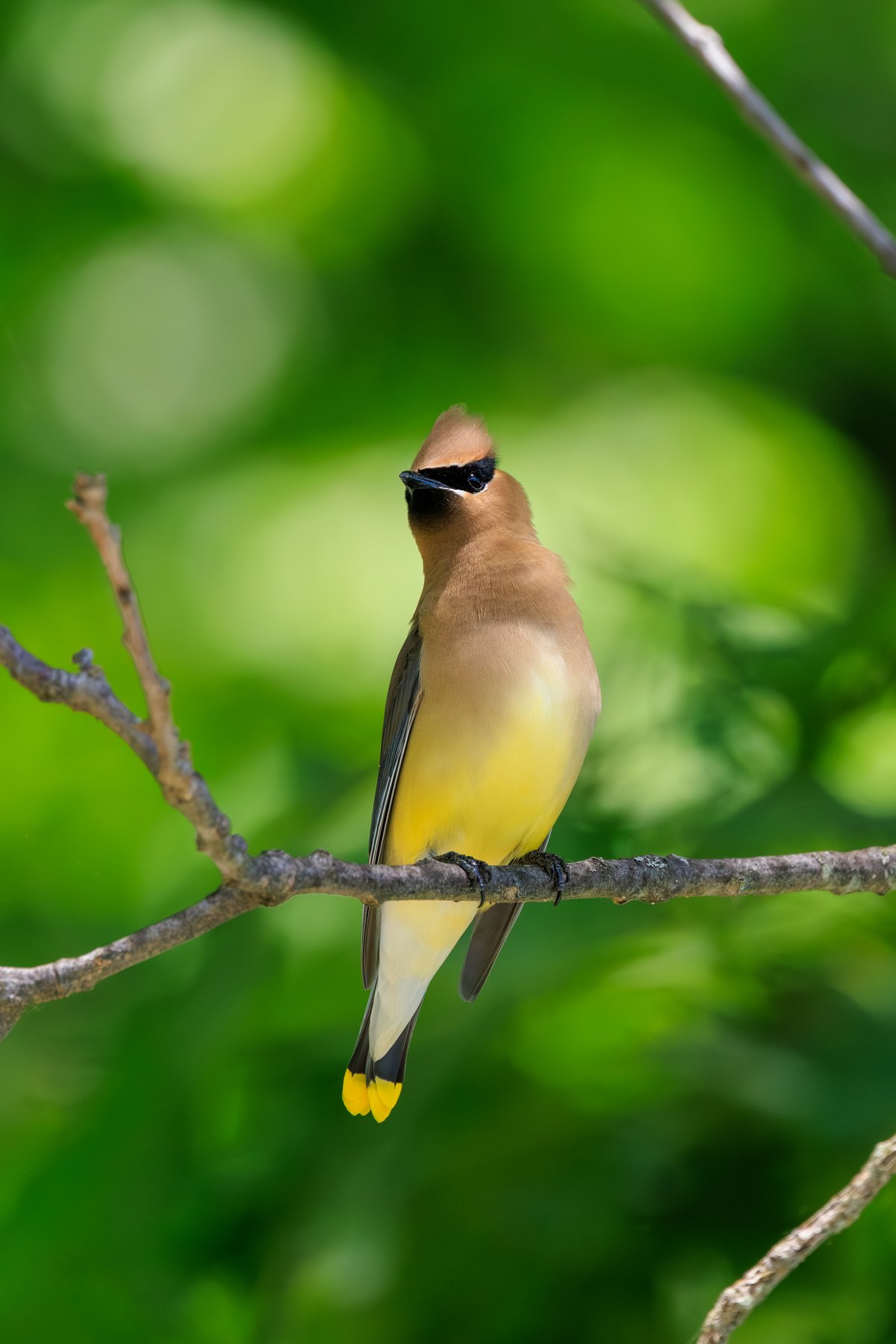Cedar Waxwing