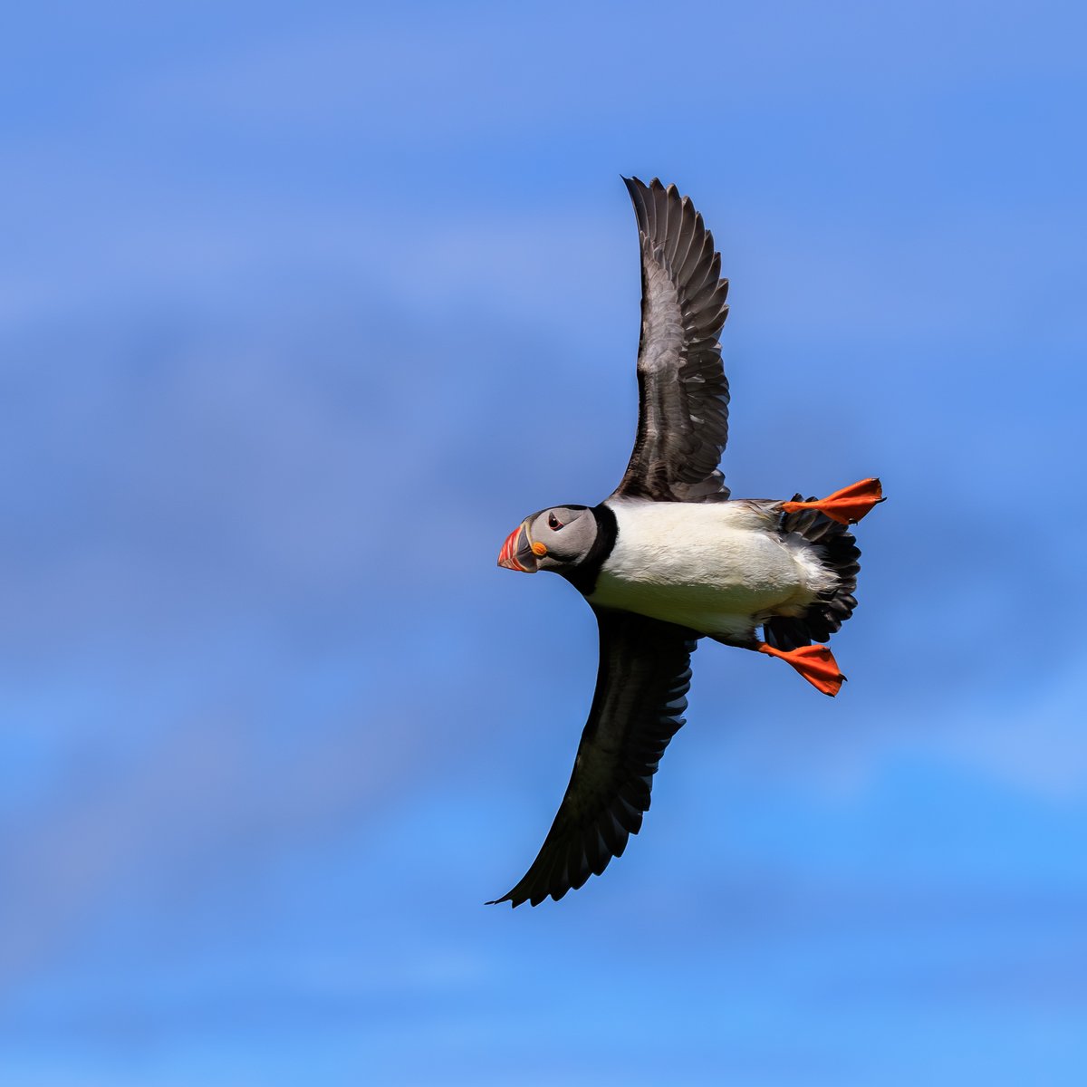 Atlantic Puffin