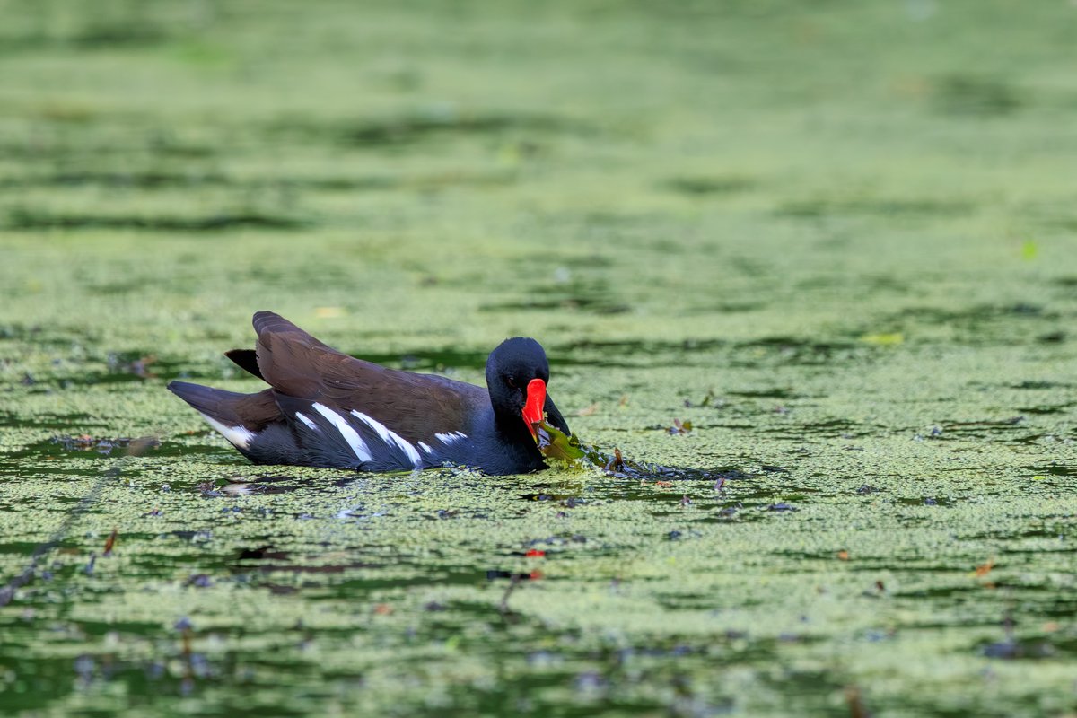 Eurasian Moorhen
