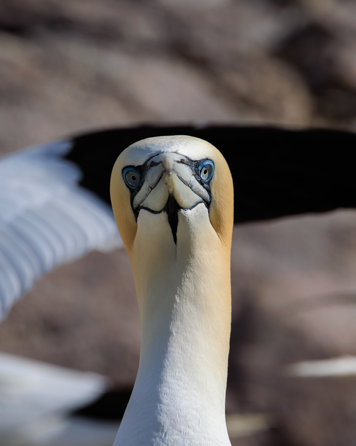 Northern Gannet