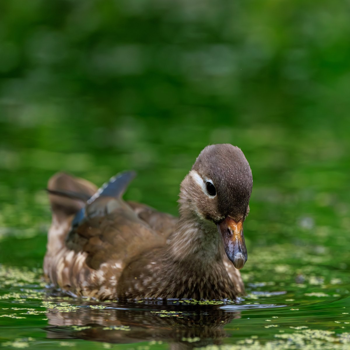 Mandarin Duck