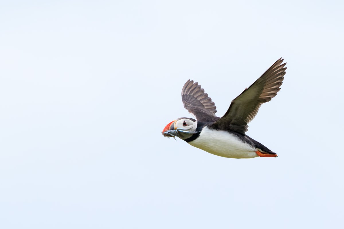 Atlantic Puffin