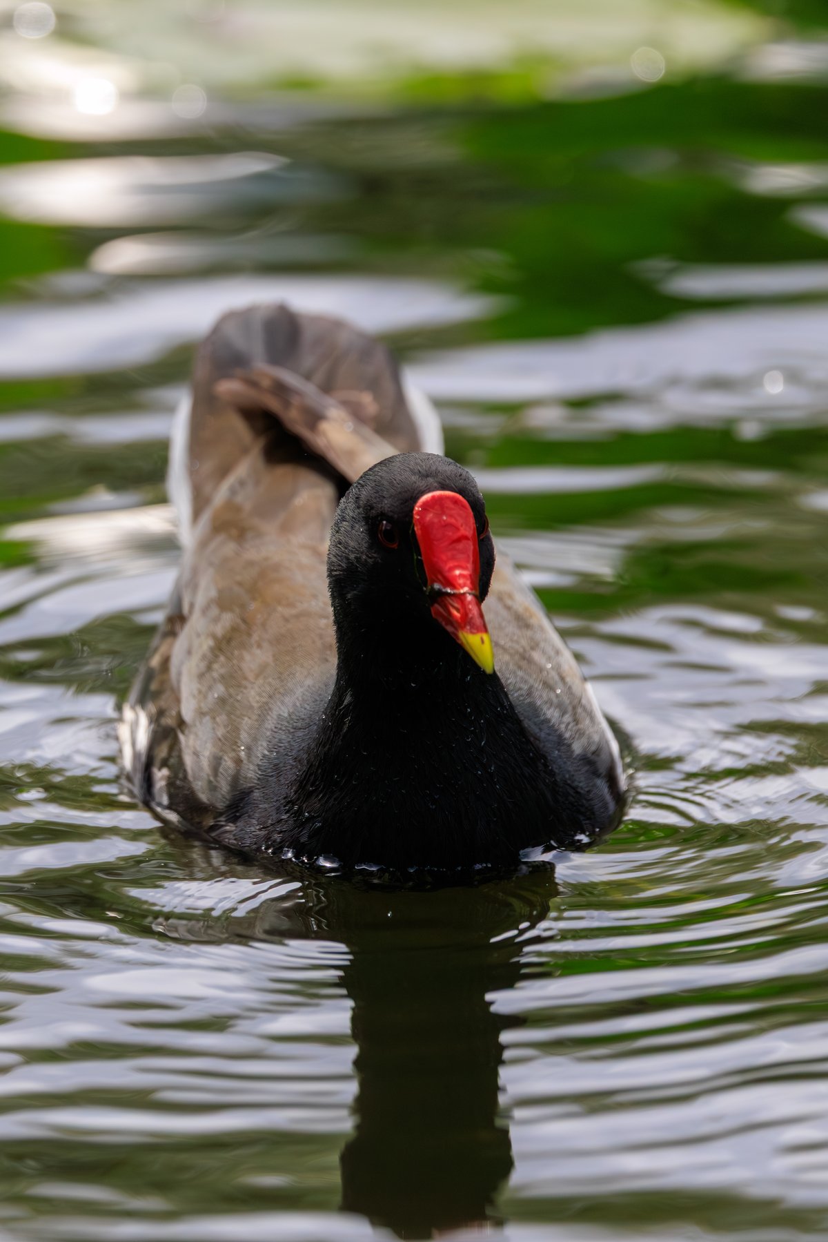 Eurasian Moorhen