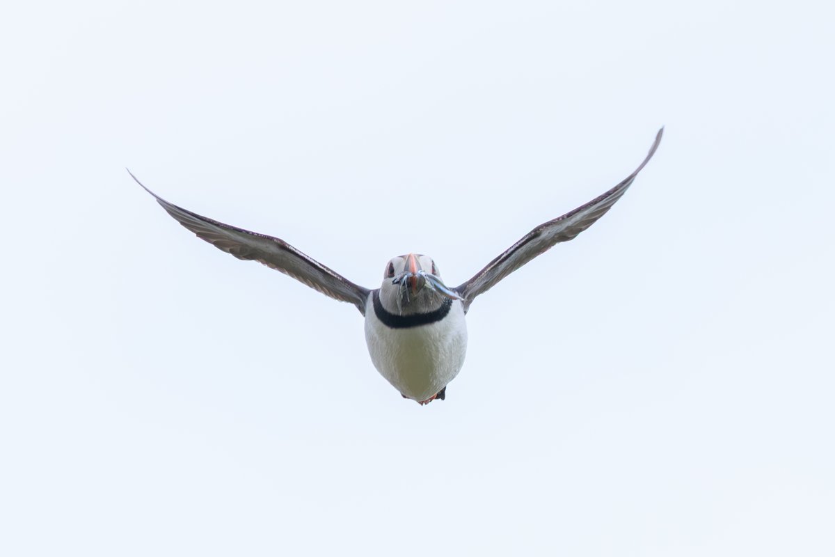 Atlantic Puffin