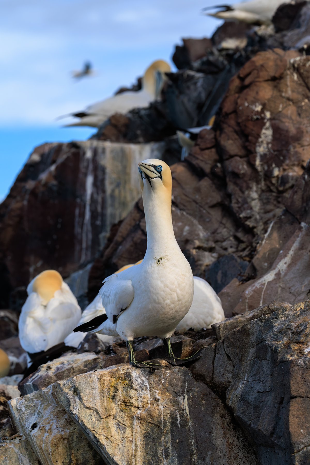 Northern Gannet