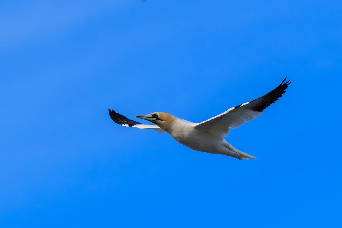 Northern Gannet