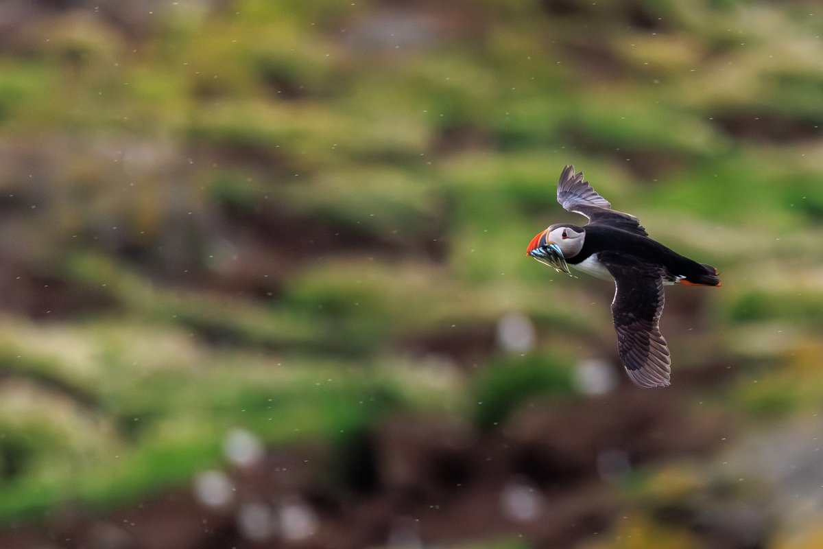 Atlantic Puffin