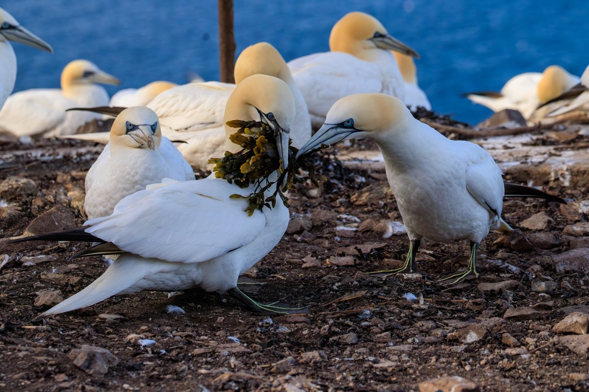 Northern Gannet