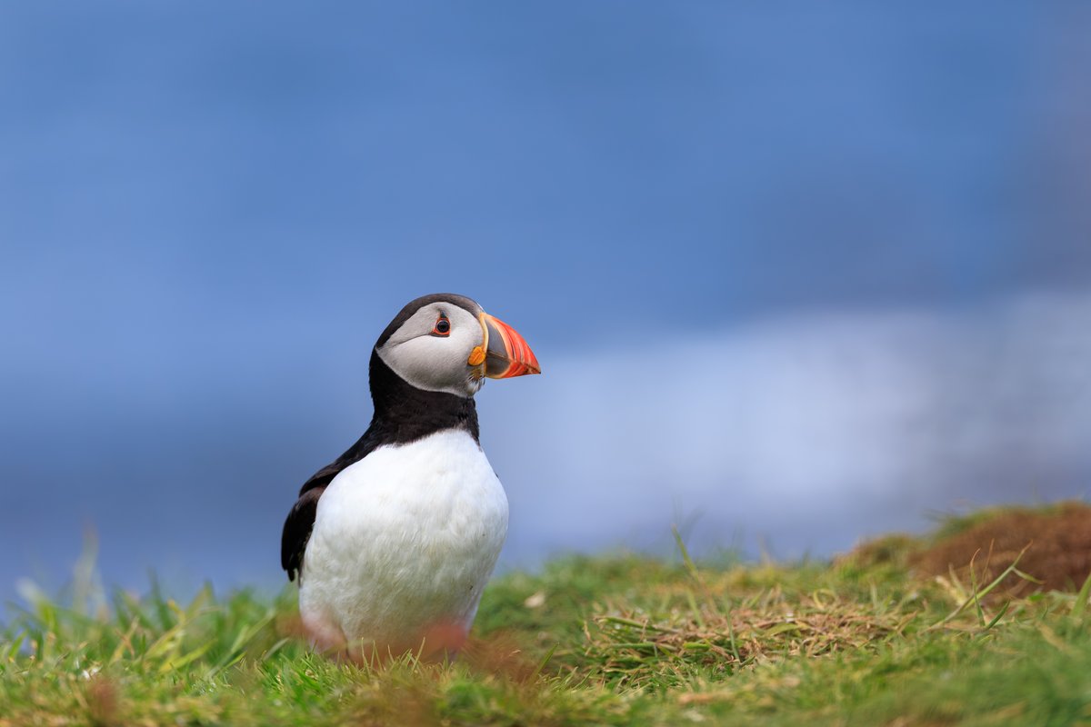 Atlantic Puffin