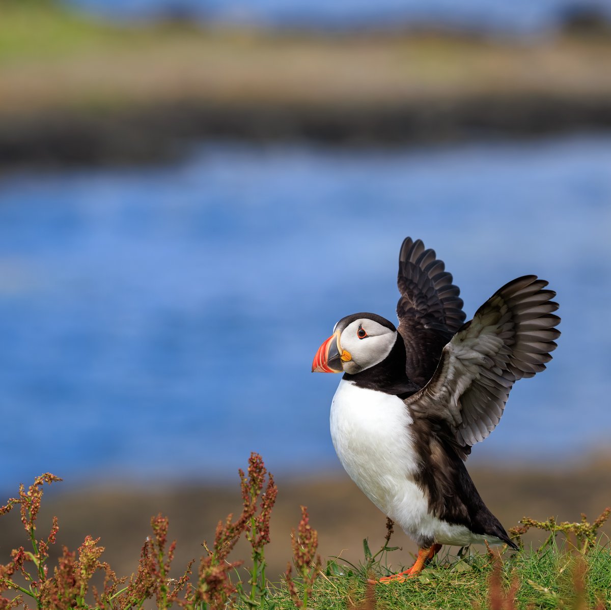 Atlantic Puffin