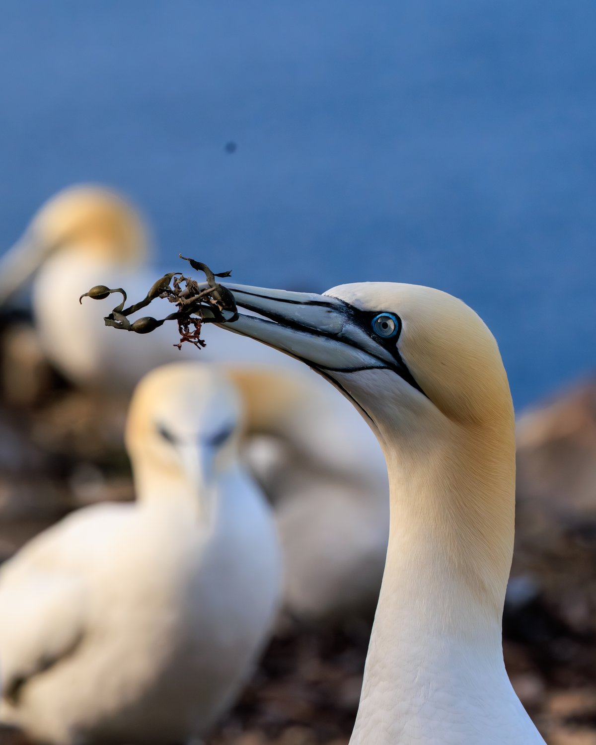 Northern Gannet