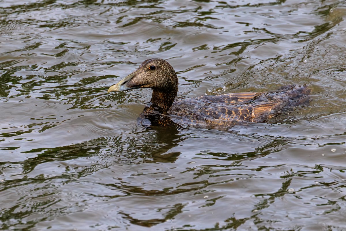 Common Eider