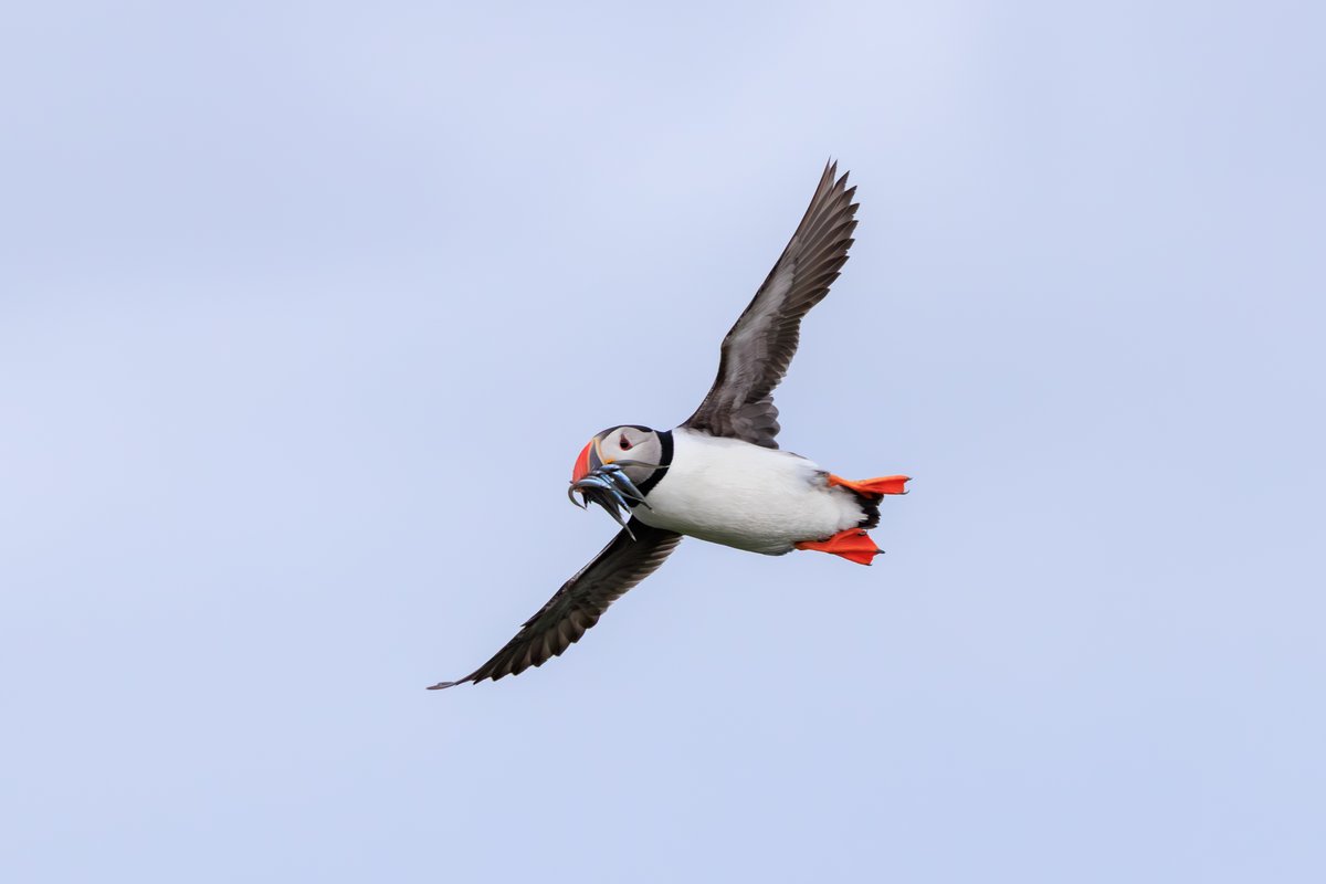 Atlantic Puffin