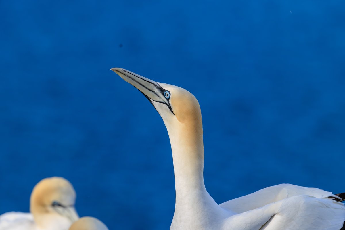 Northern Gannet