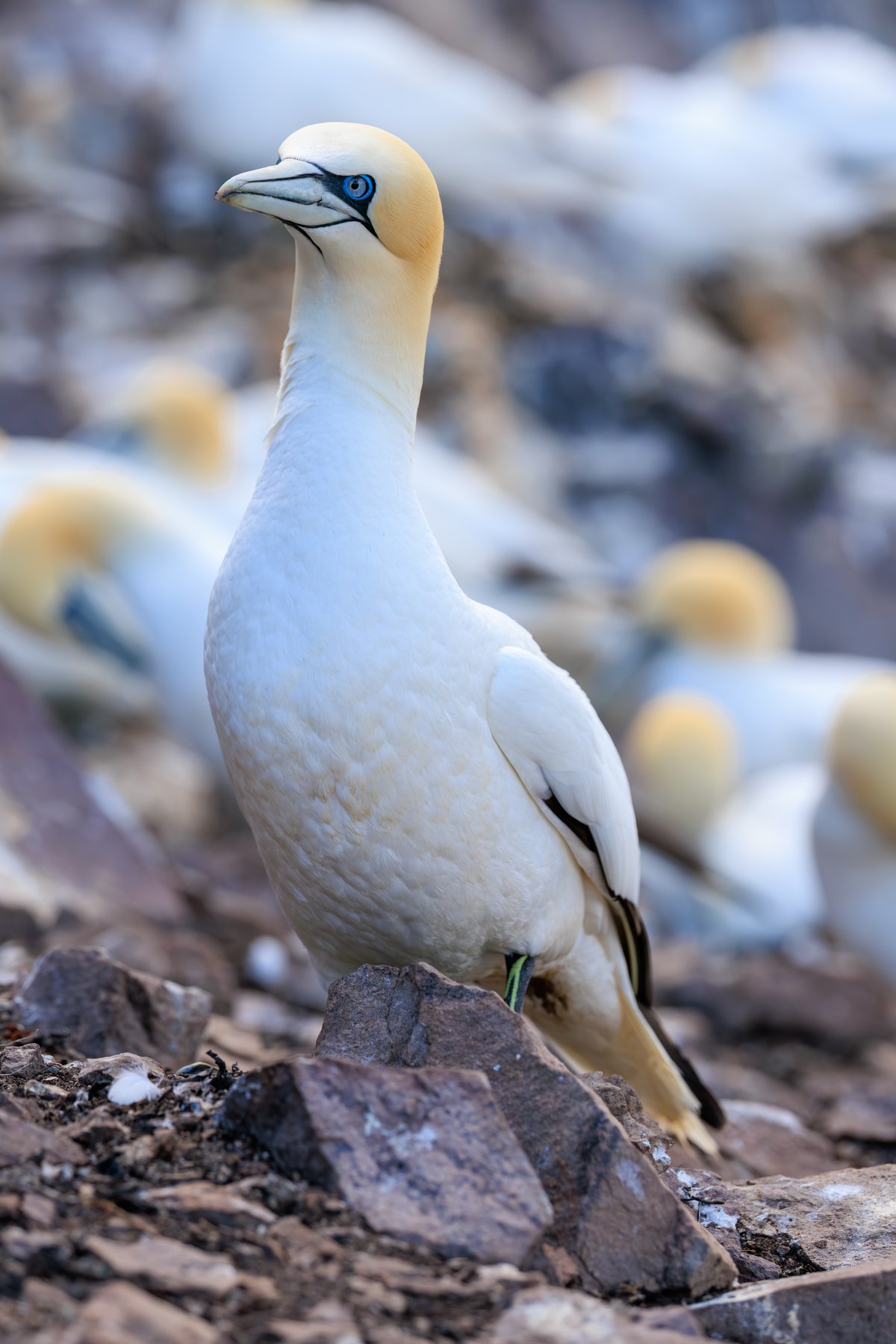 Northern Gannet
